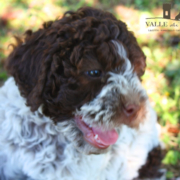 alimentazione cucciolo lagotto romagnolo