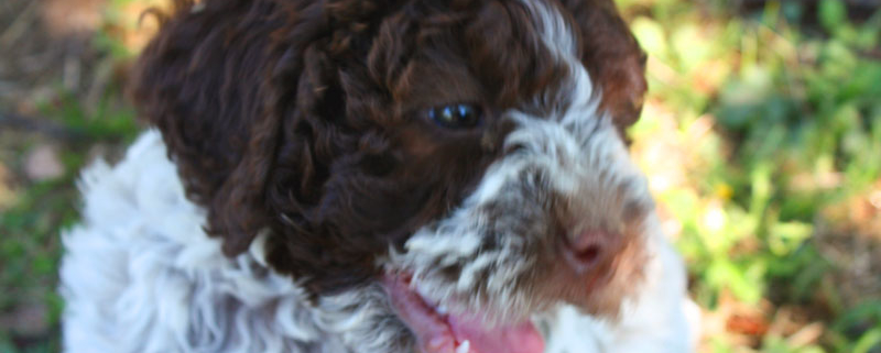 alimentazione cucciolo lagotto romagnolo