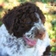 alimentazione cucciolo lagotto romagnolo