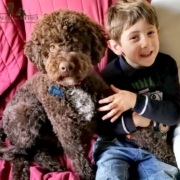 lagotto cane da compagnia famiglia e bambini