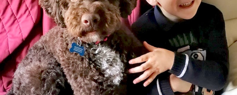 lagotto cane da compagnia famiglia e bambini