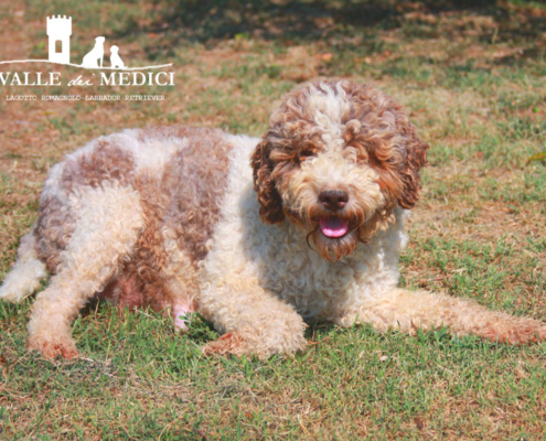 allevamenti lagotto