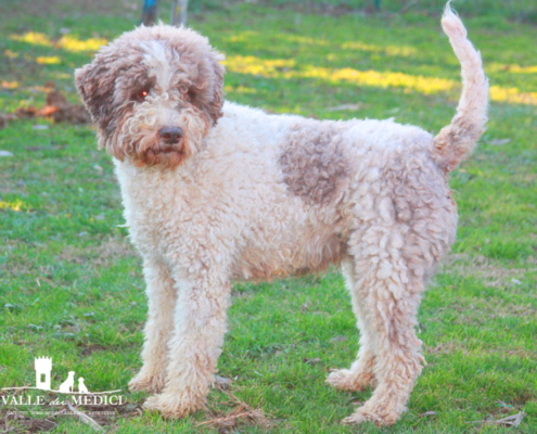 dog lagotto romagnolo