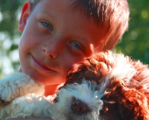 lagotto romagnolo occhi e bellezza