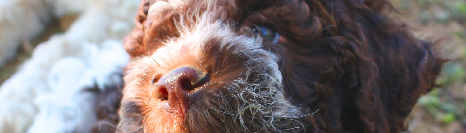 Allevamenti Lagotto Romagnolo