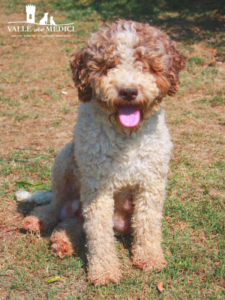 lagotto bambini