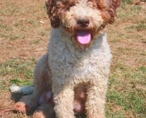 lagotto bambini