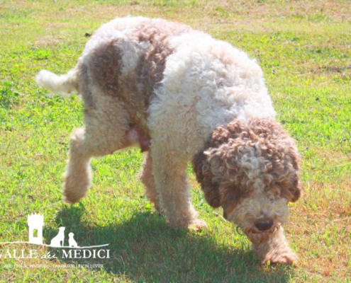 lagotto dopo parto