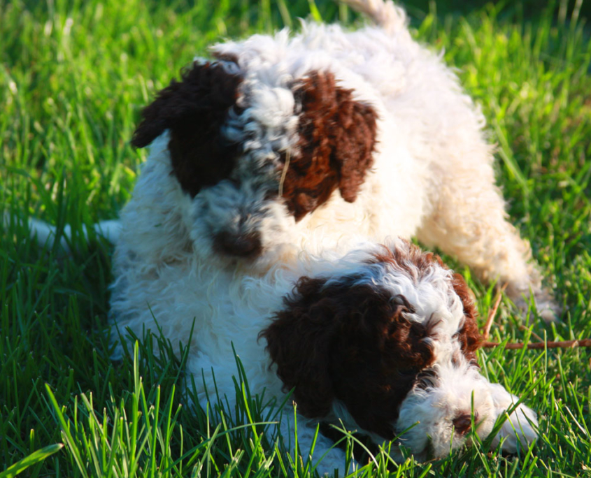 foto lagotto romagnolo allevamenti