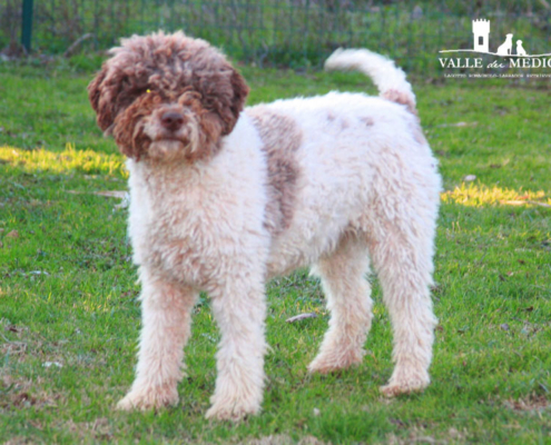 lagotto romagnolo breeder