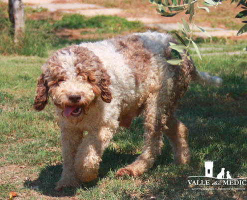 lagotto romagnolo femmina