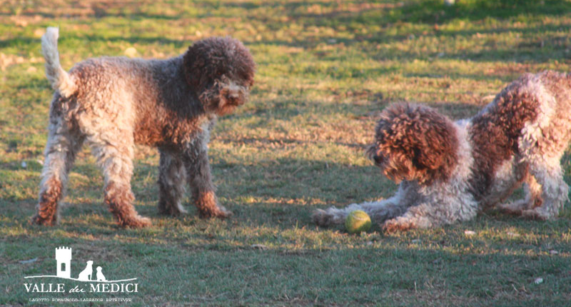 lagotto romagnolo italian kennel