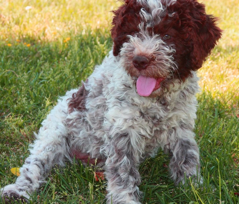 Il colore del Lagotto Romagnolo