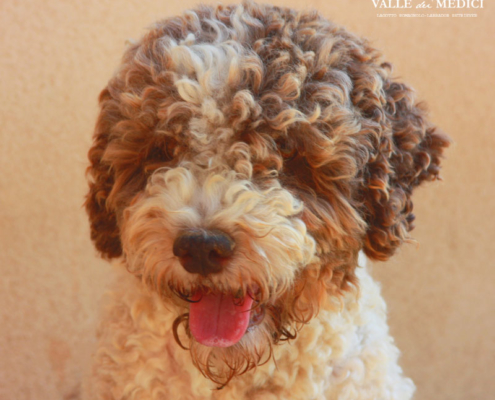 testa lagotto romagnolo