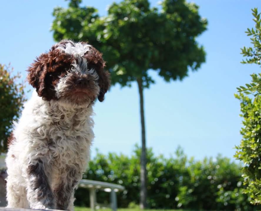 Allevamento Lagotto RomagnoToscana