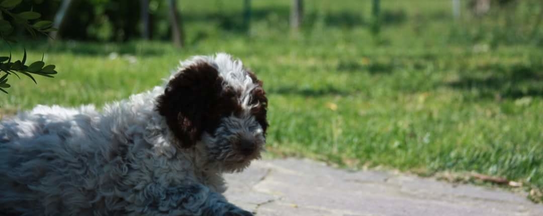 cucciolo Lagotto foto prato verdesole estate 2017