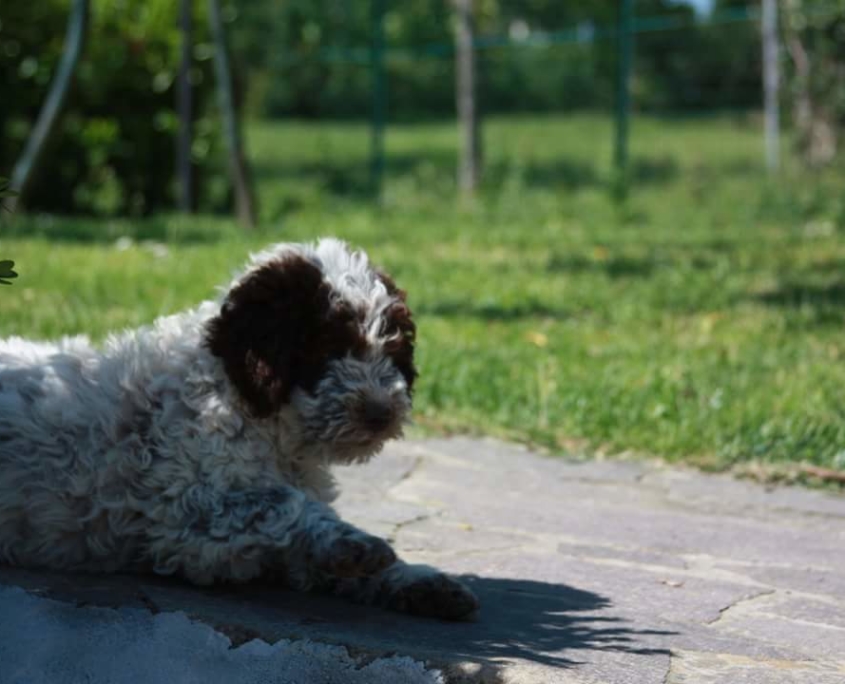 cucciolo Lagotto foto prato verdesole estate 2017