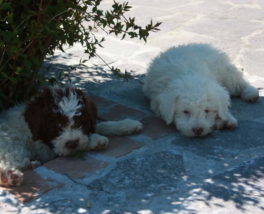 cuccioli Lagotto lombardia