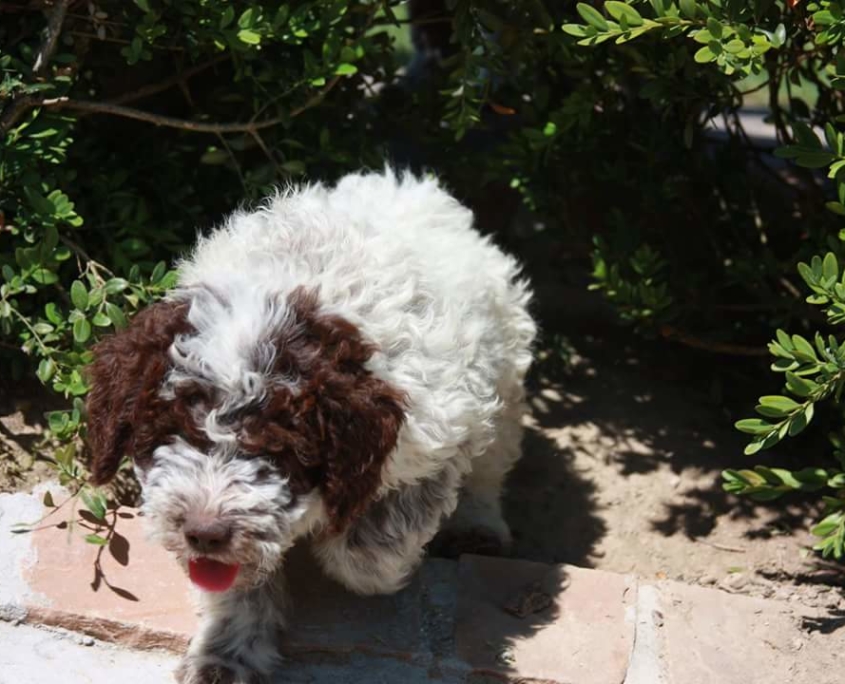 Lagotto Romagnolo Allevamento cucciolo vivace