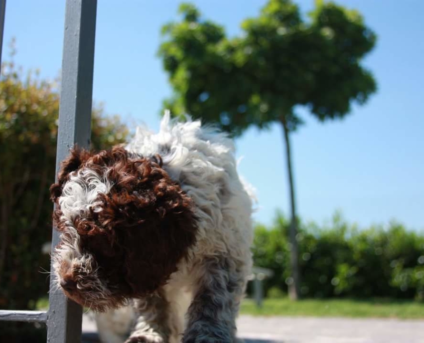 Allevamenti lagotto ideegreen