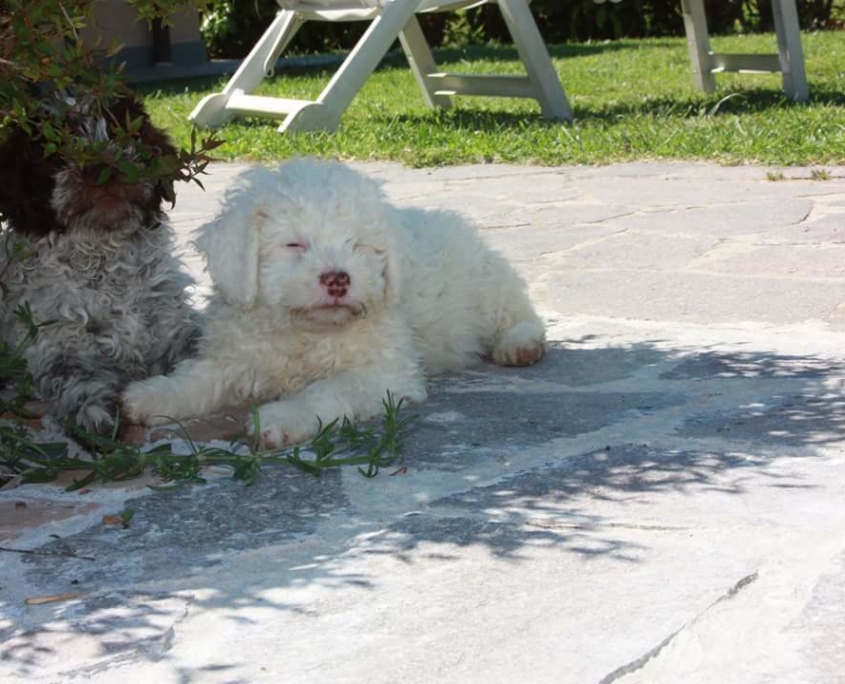 cuccioli Lagotto Tartufi ombra