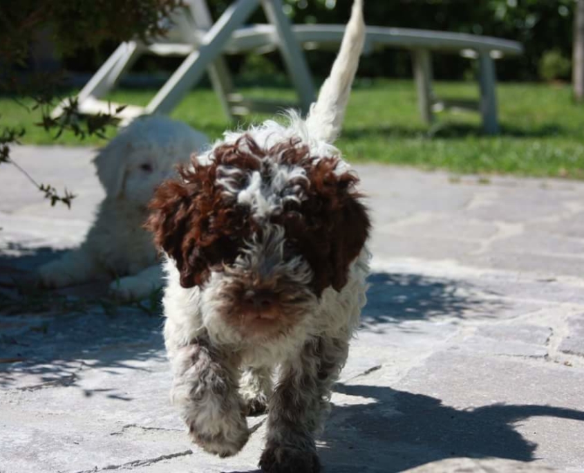 prezzi lagotto romagnolo cucciolo