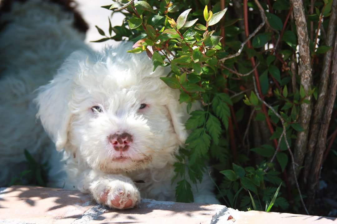 femmina lagotto addestrata tartufi