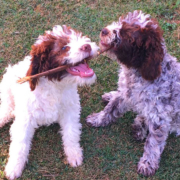 cambio denti cucciolo lagotto romagnolo