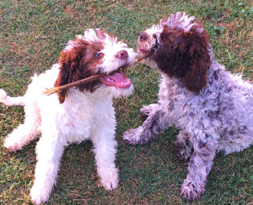 cambio denti cucciolo lagotto romagnolo