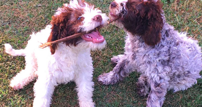 cambio denti cucciolo lagotto romagnolo