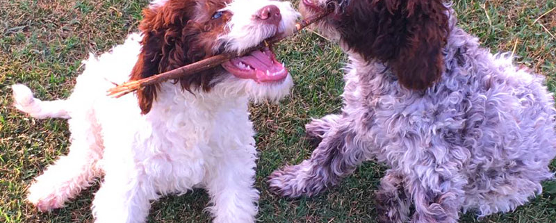 cambio denti cucciolo lagotto romagnolo