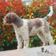 lagotto romagnolo breeder