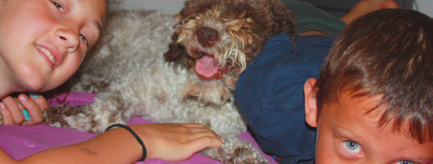 colori del Lagotto Romagnolo roano marrone bianco