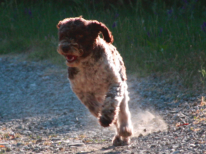 Displasia Lagotto Romagnolo