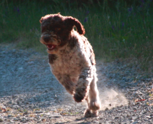 Displasia Lagotto Romagnolo