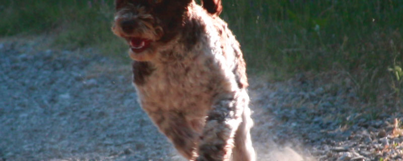 Displasia Lagotto Romagnolo