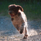 Displasia Lagotto Romagnolo