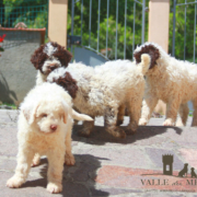 Scegliere allevamento Lagotto Romagnolo