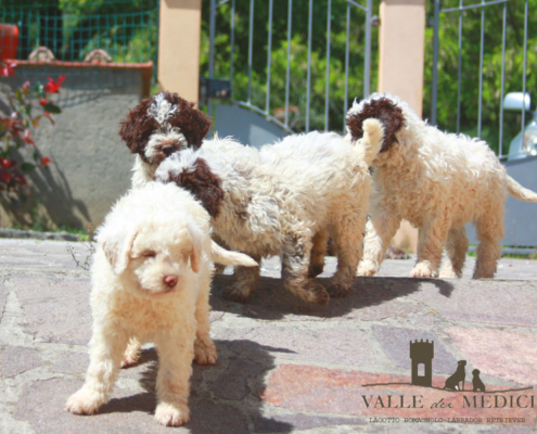 Scegliere allevamento Lagotto Romagnolo