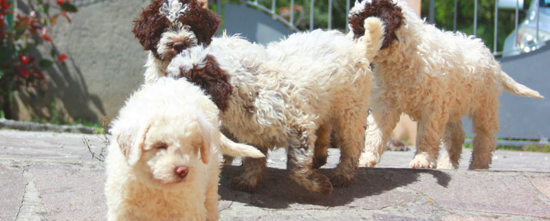 Accogliere Un Cane In Famiglia Sei Pronto Per Un Cucciolo Di