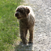 Vermi intestinali e parassiti del cane