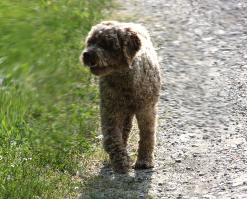 Vermi intestinali e parassiti del cane