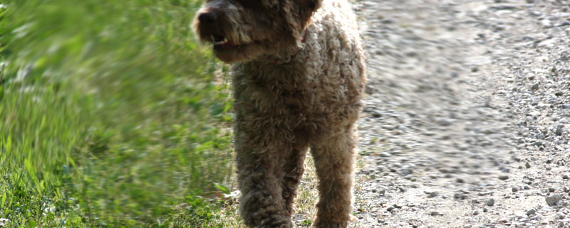 Vermi intestinali e parassiti del cane