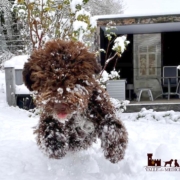 harness lagotto romagnolo