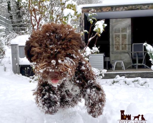 harness lagotto romagnolo