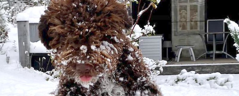 harness lagotto romagnolo