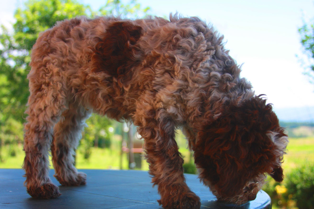 allevamento lagotto