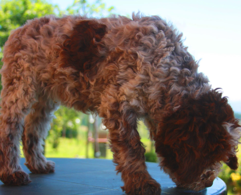 allevamento lagotto