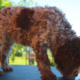 allevamento lagotto