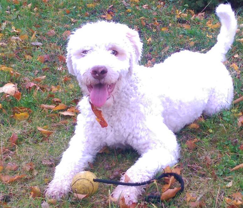 cane lagotto romagnolo bianco giochi divertenti senza tartufo